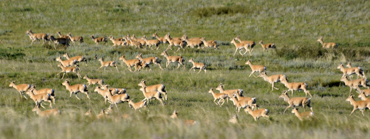 Fauna – Hustai National Park